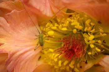 Speckled Bush-cricket