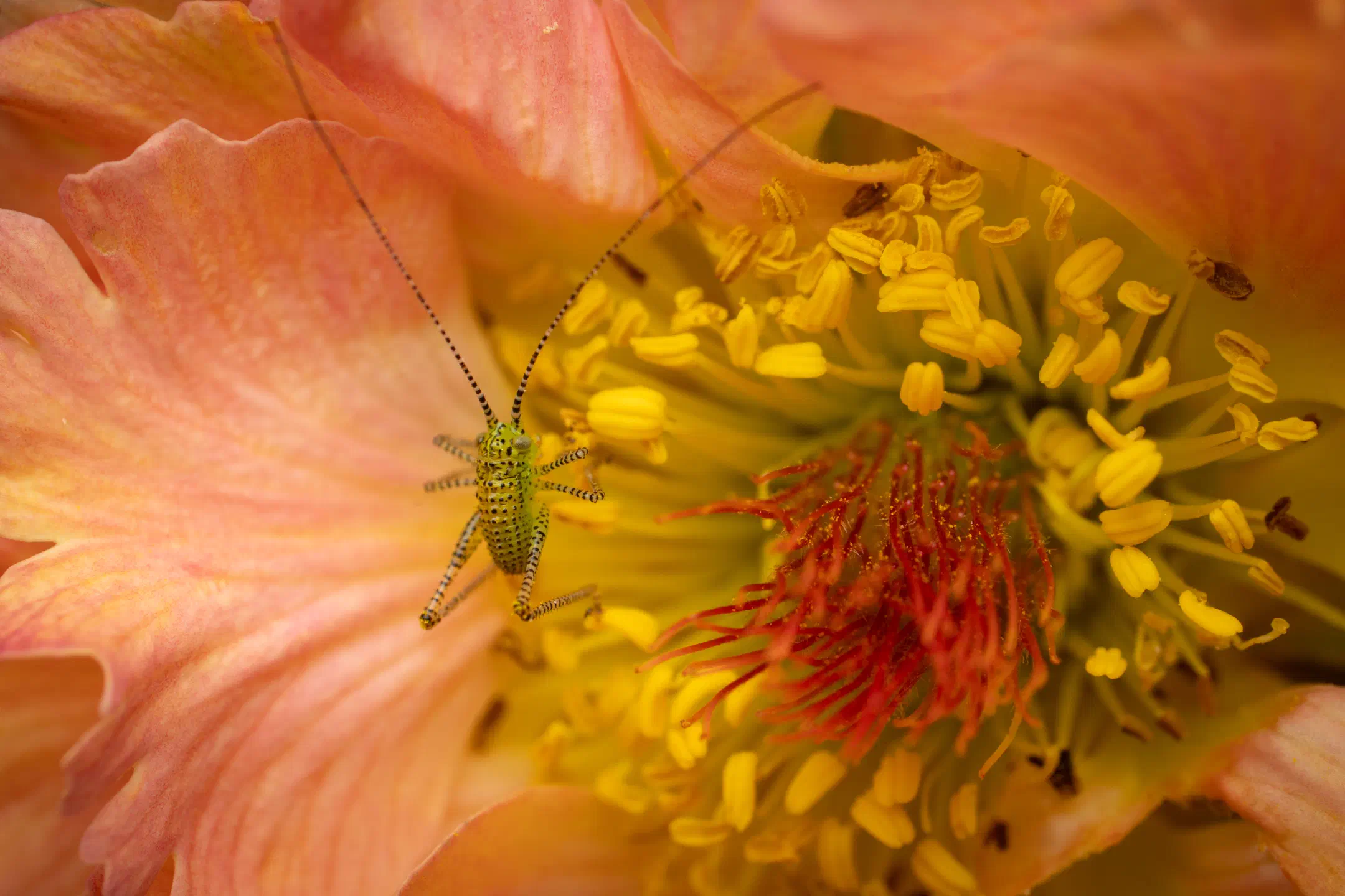 Speckled Bush-cricket | 1/250s * f13 * ISO 200 * 200mm - FE 100mm F2.8 Macro GM OSS + 2X Teleconverter - Sony α7R V Speckled Bush-cricket