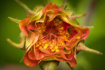 Water Avens
