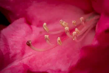 Rhododendron