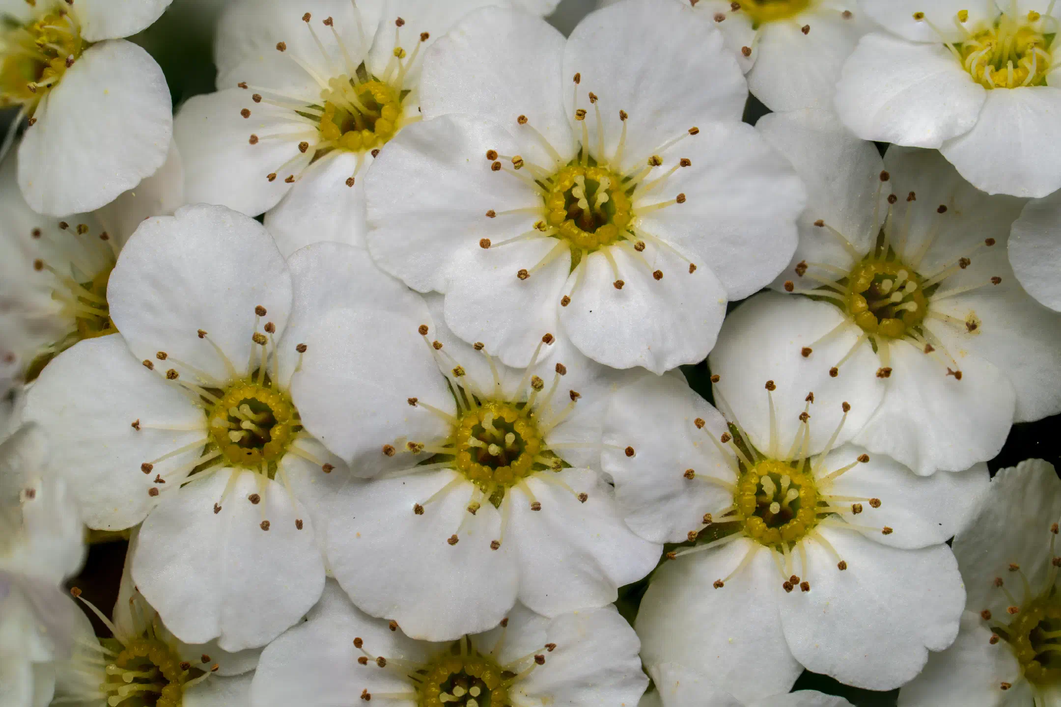 Meadowsweets | 1/250s * f13 * ISO 200 * 200mm - FE 100mm F2.8 Macro GM OSS + 2X Teleconverter - Sony α7R V Meadowsweets
