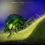 Green Dock Beetle