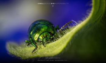 Green Dock Beetle