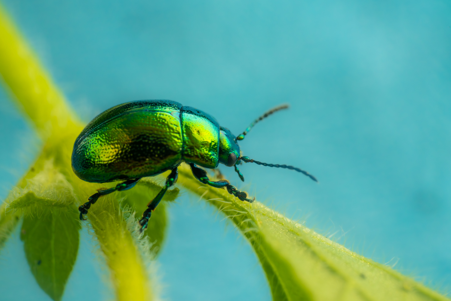 Green Dock Beetle