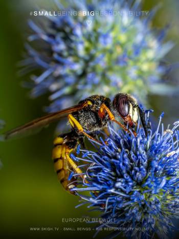 European beewolf