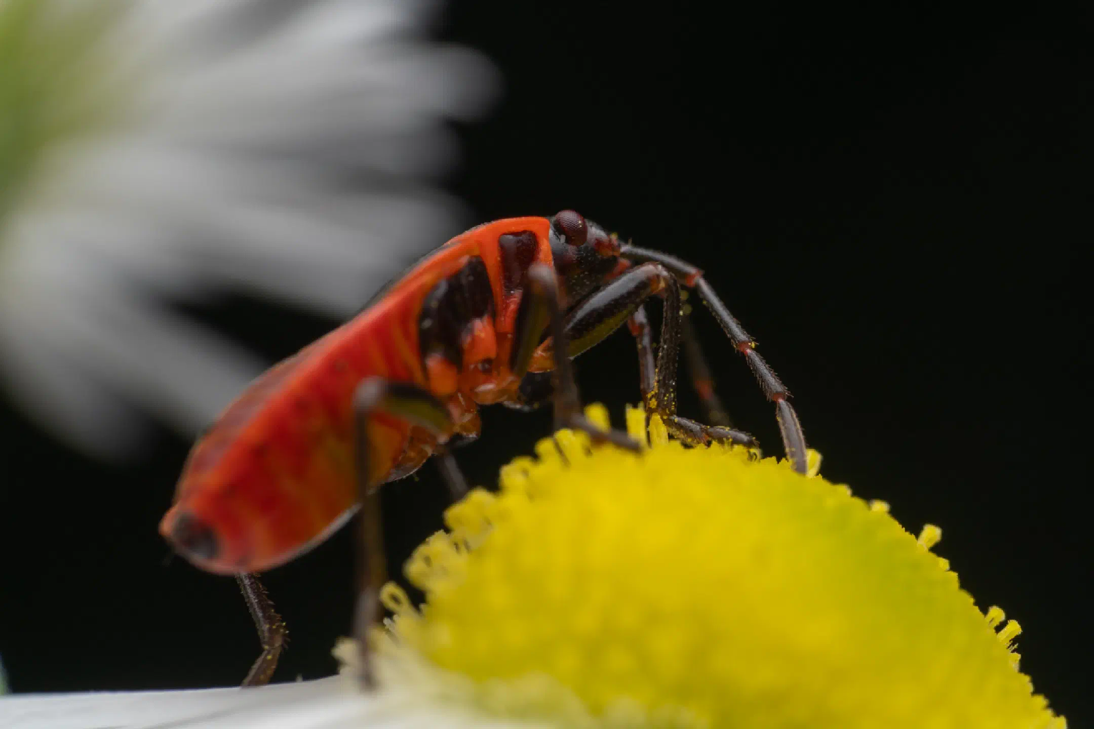 firebug