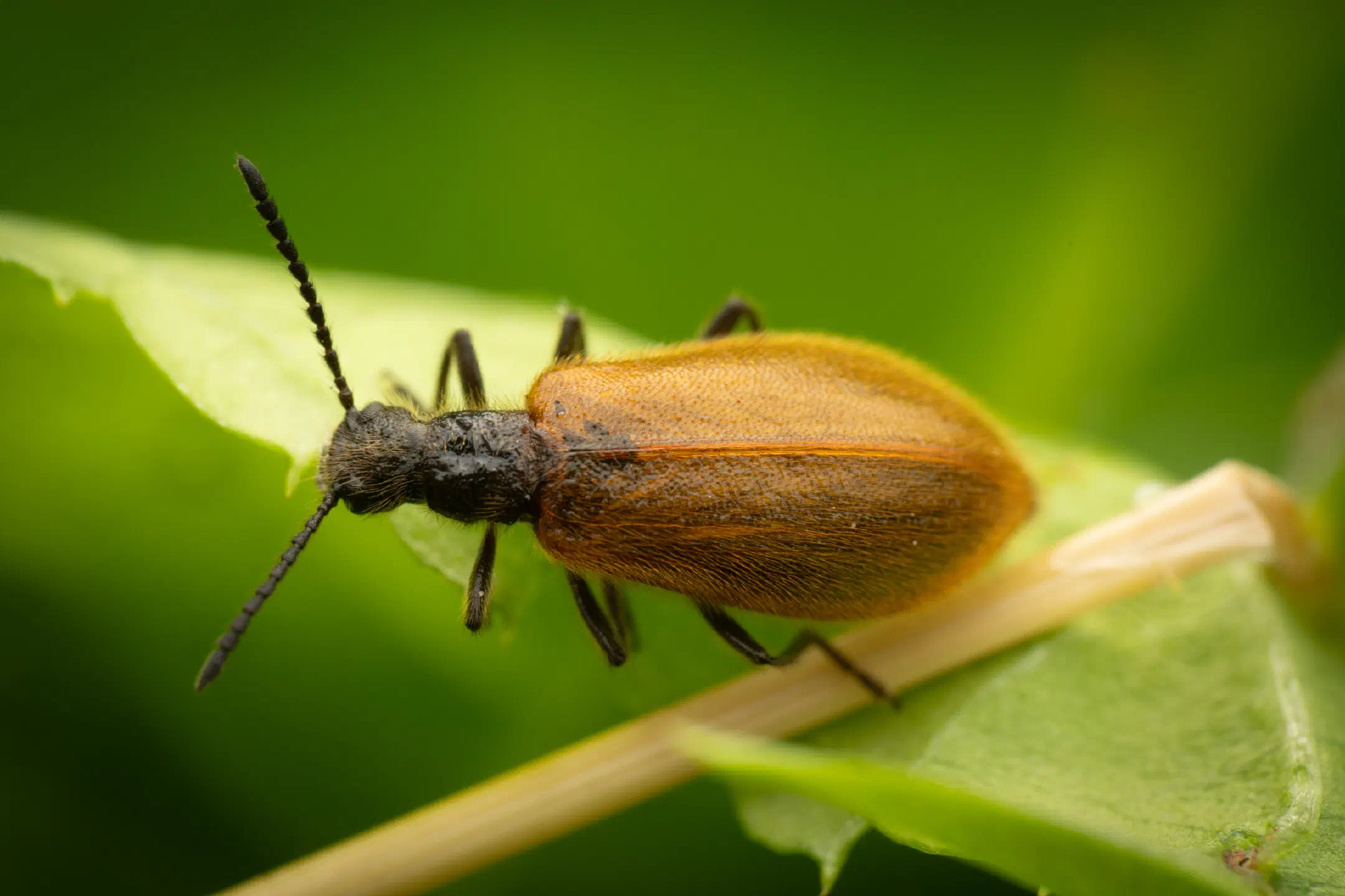 Rough-haired Lagria Beetle | Rough-haired Lagria Beetle