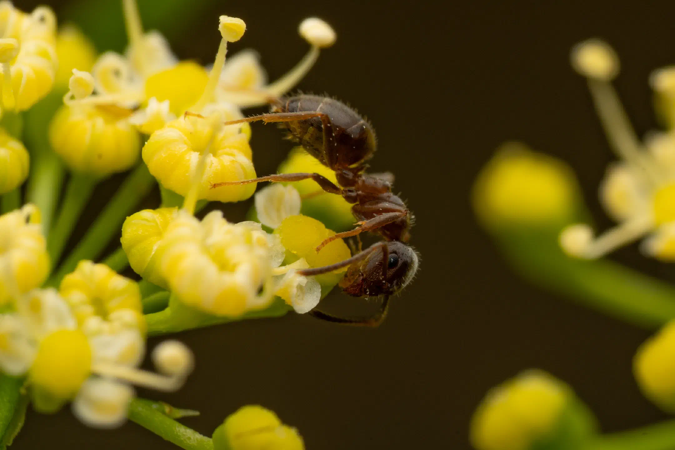 Black Garden Ant | Black Garden Ant