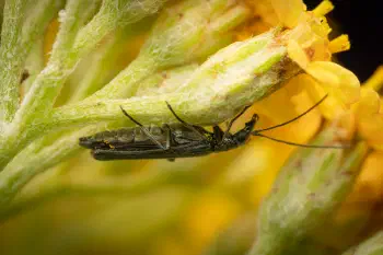 Oedemera virescens