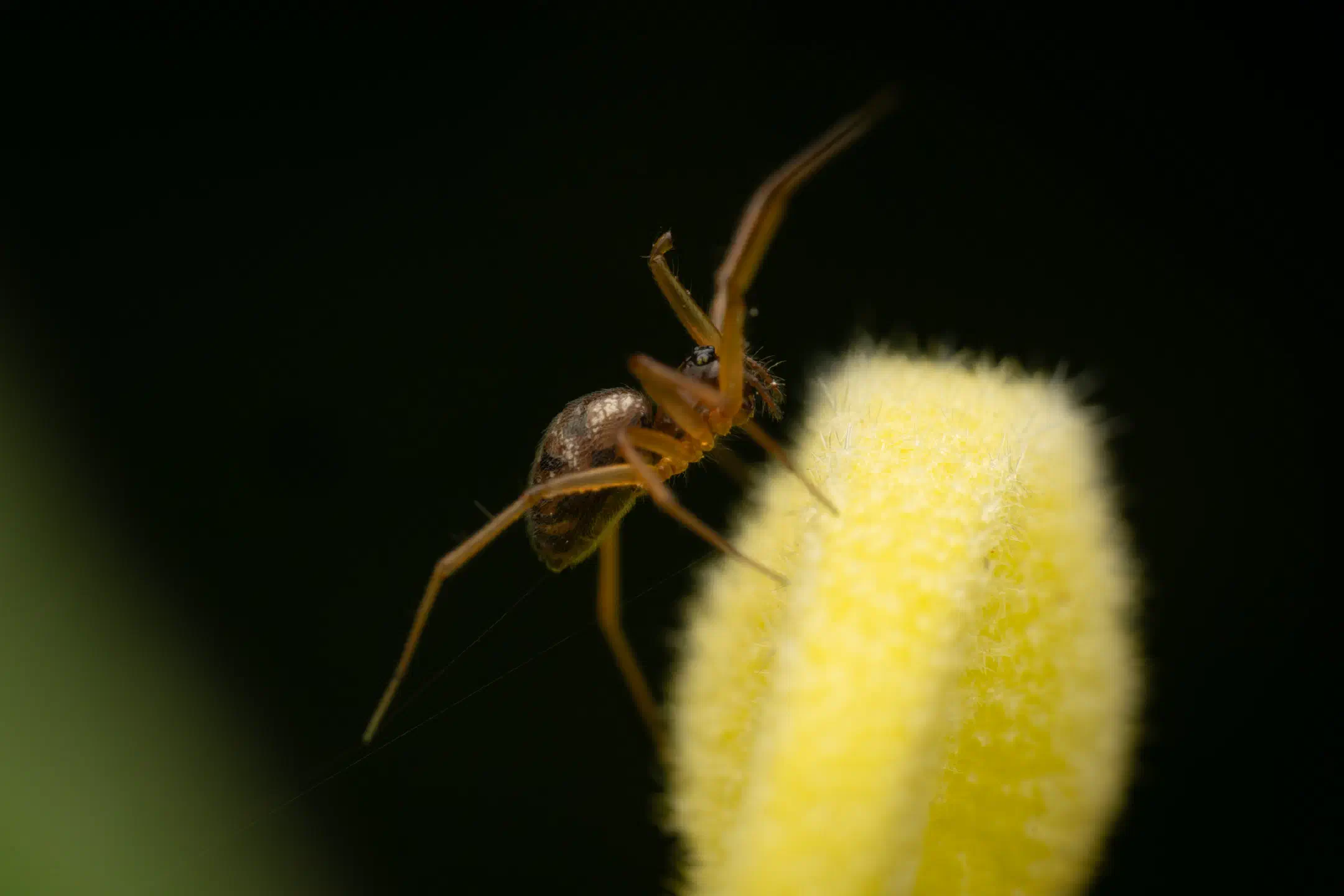 Garden Hammock Spider | Garden Hammock Spider