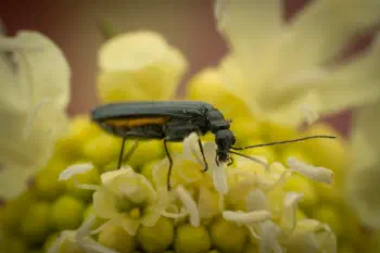 Oedemera lurida