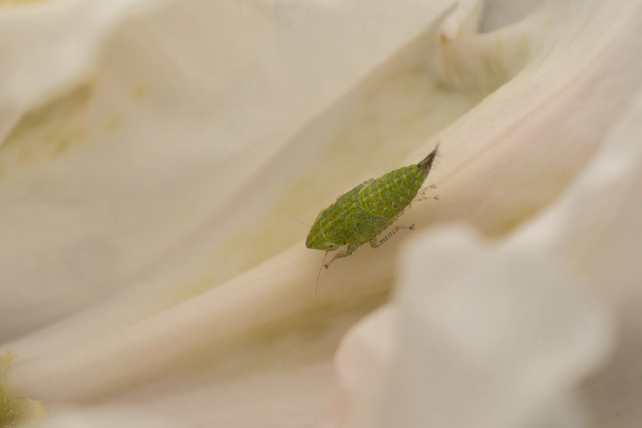 Privet Leafhopper | Privet Leafhopper