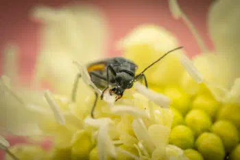 Oedemera lurida