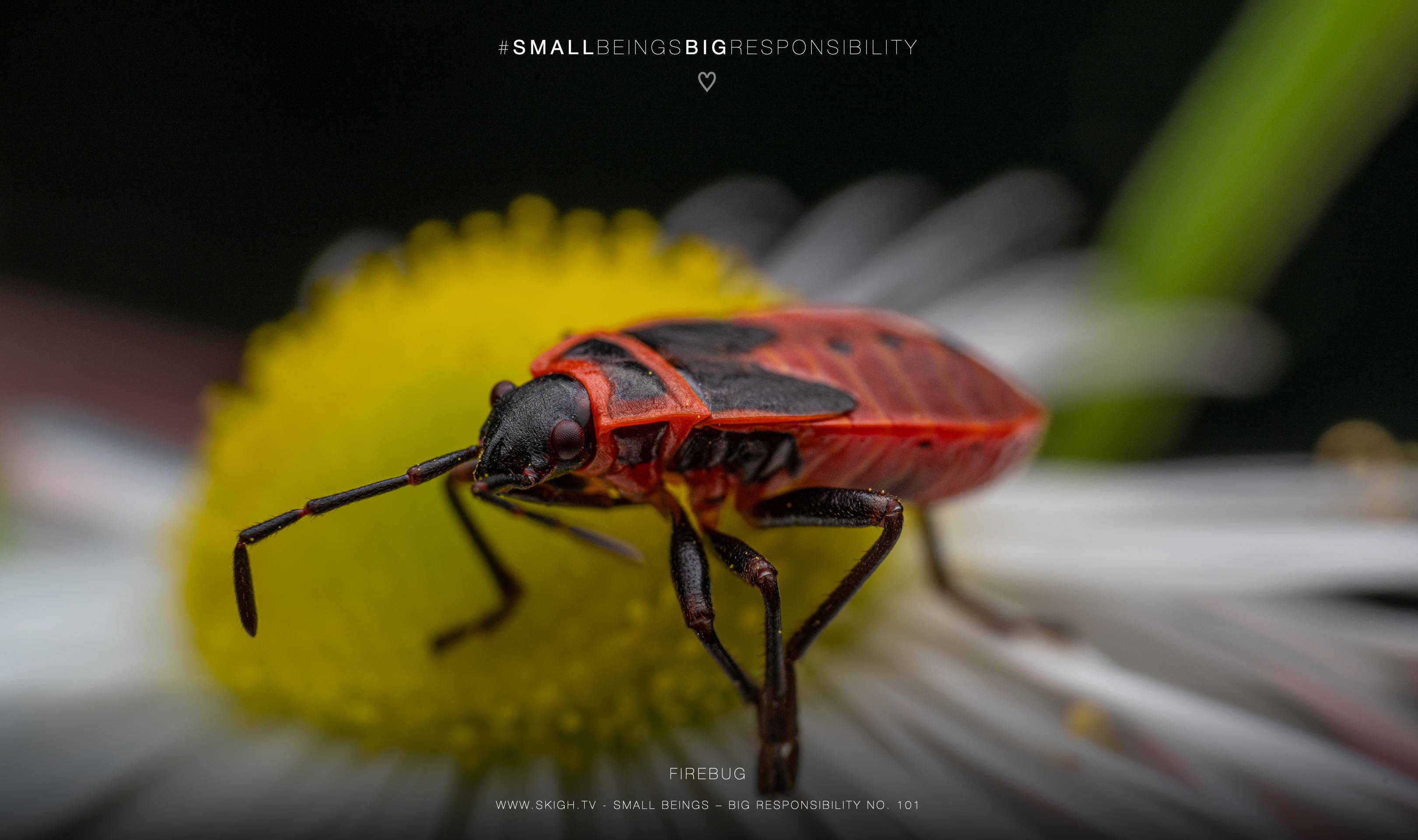 firebug | 1/160s * f13 * ISO 200 * 90mm - FE 90mm F2.8 Macro G OSS - Sony α7R V firebug