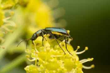 Yellow-fronted Soft-winged Flower Beetle