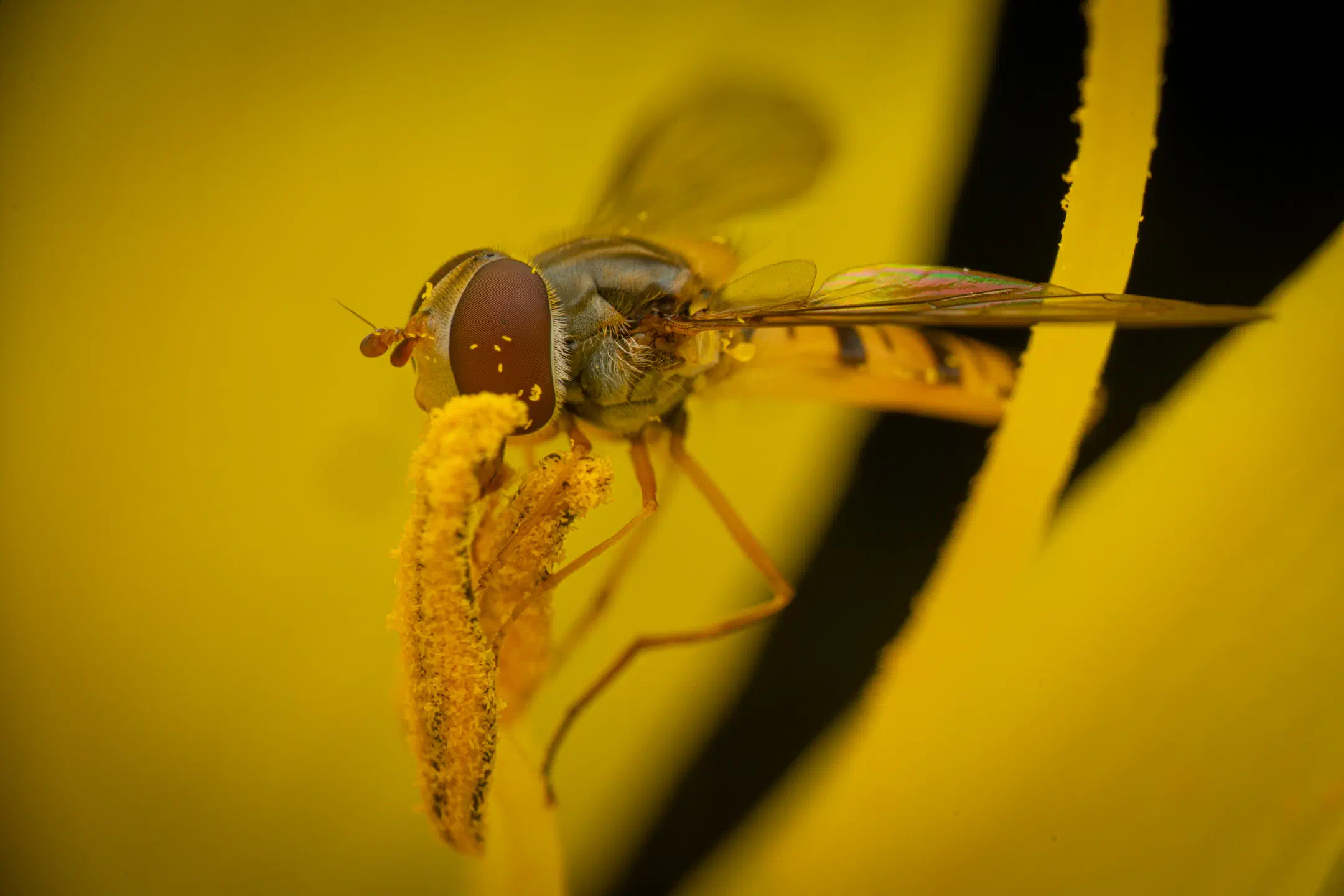 Marmalade Hover Fly | Marmalade Hover Fly