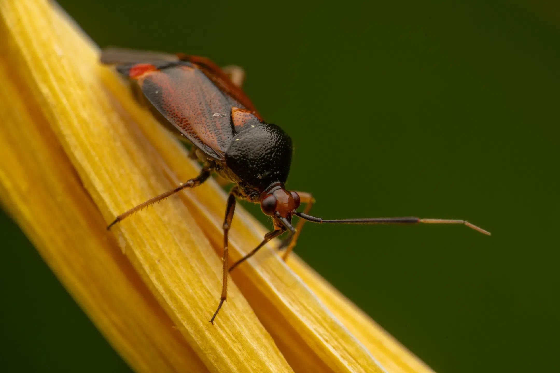 Three Spotted Nettle Bug | Three Spotted Nettle Bug