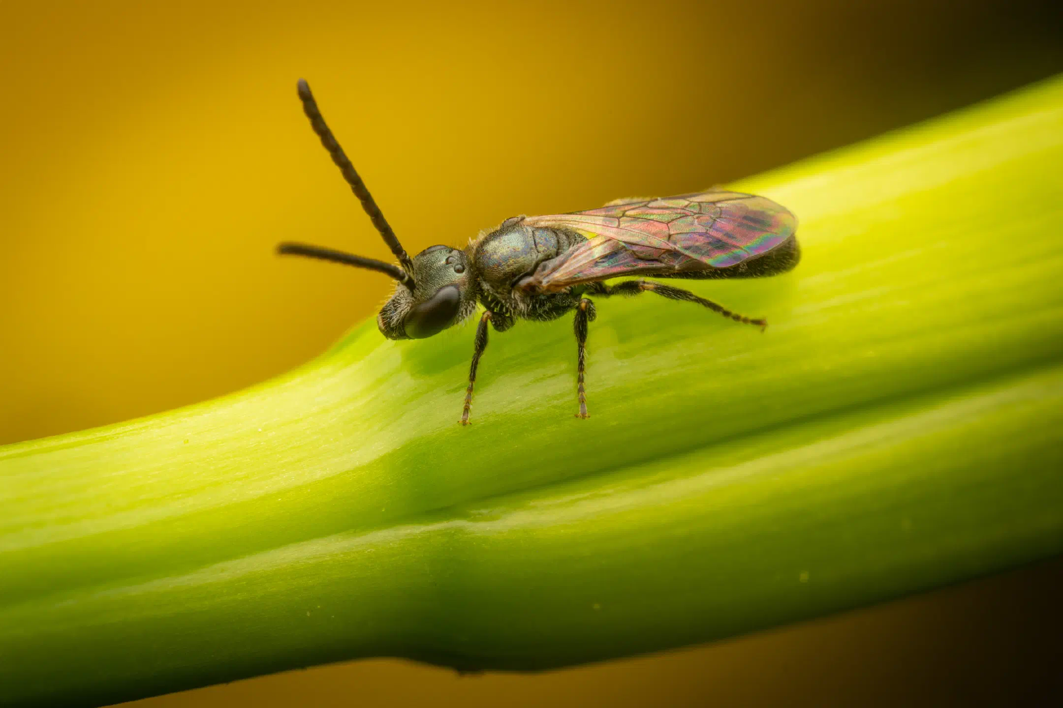 Furrow Bees | Furrow Bees