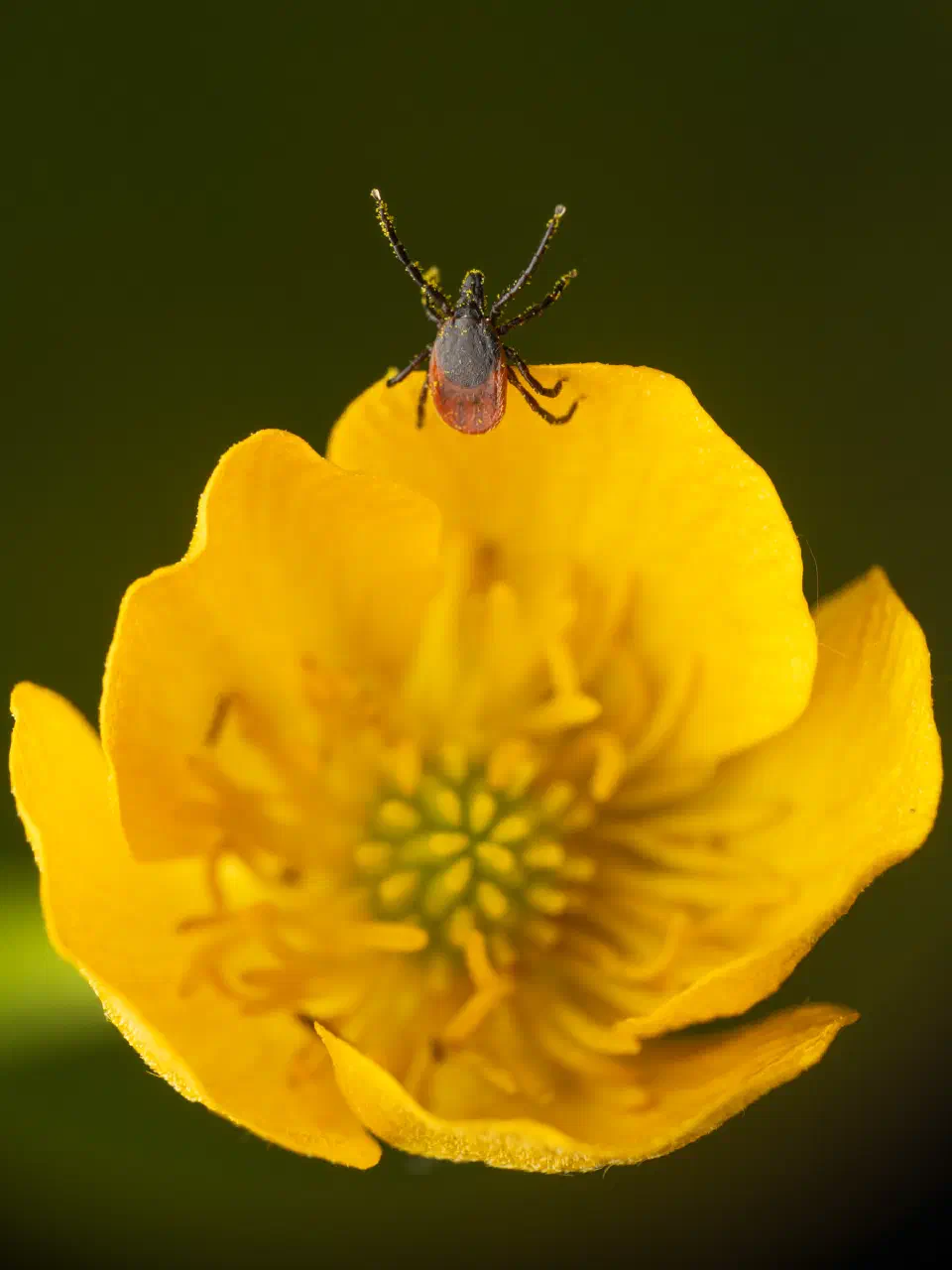 Castor Bean Tick | Castor Bean Tick