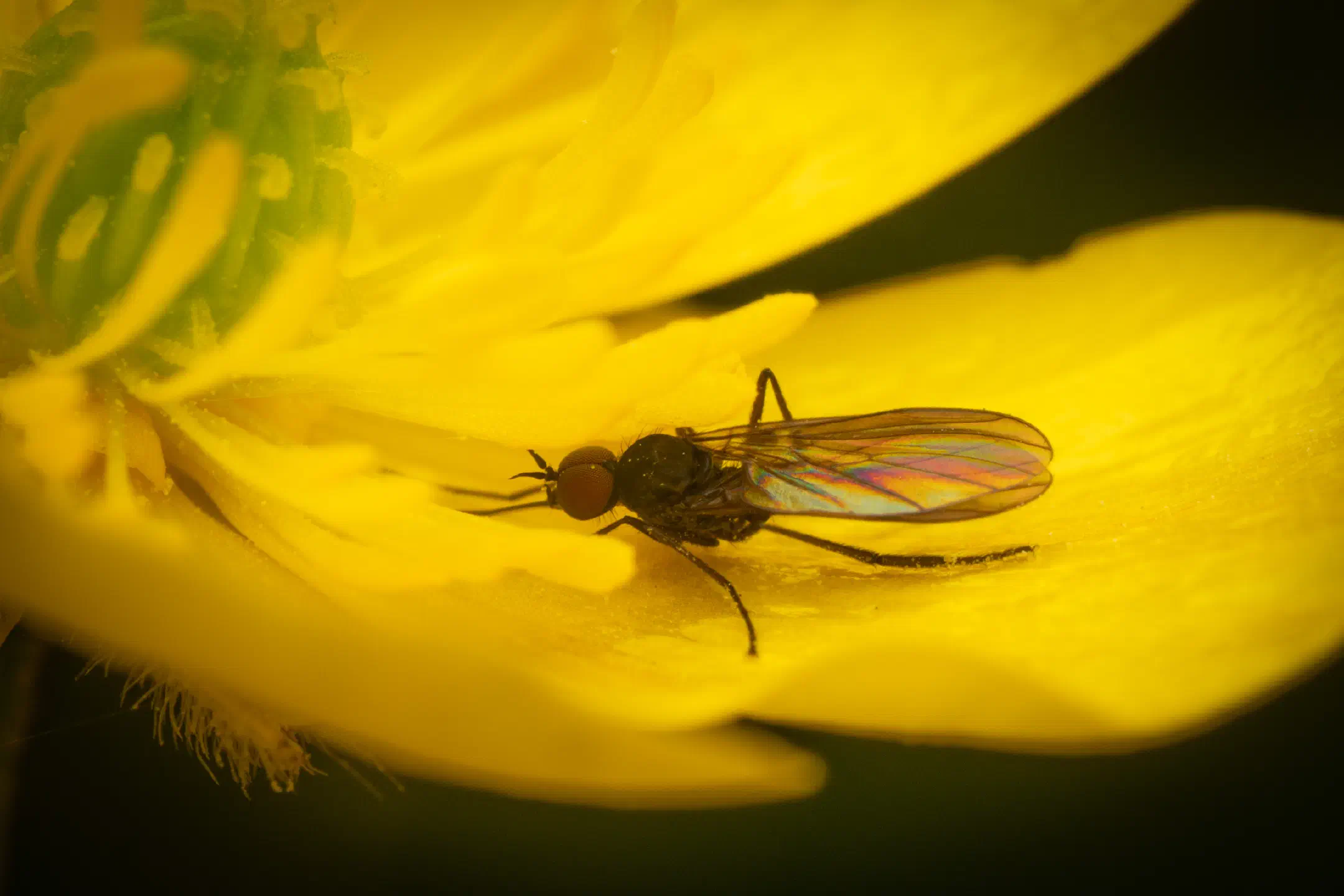 Dance Flies | Dance Flies