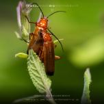 common red soldier beetle