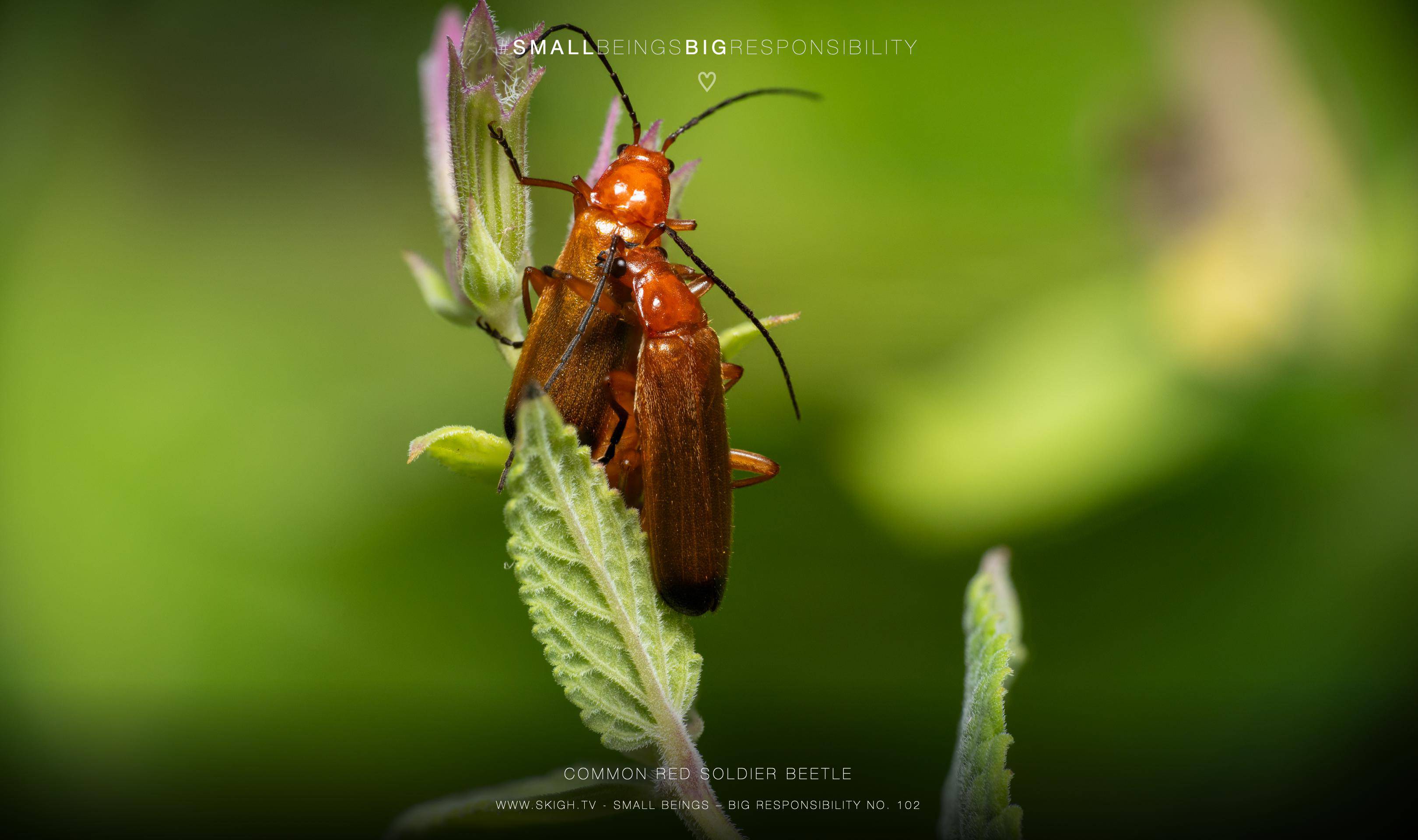 common red soldier beetle