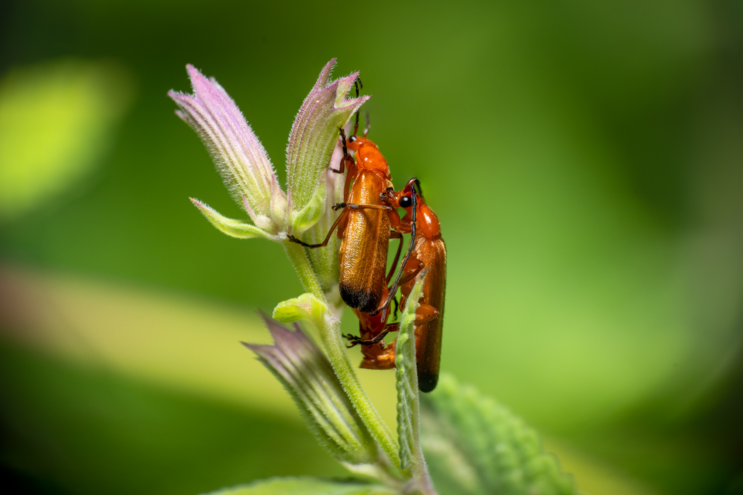 common red soldier beetle