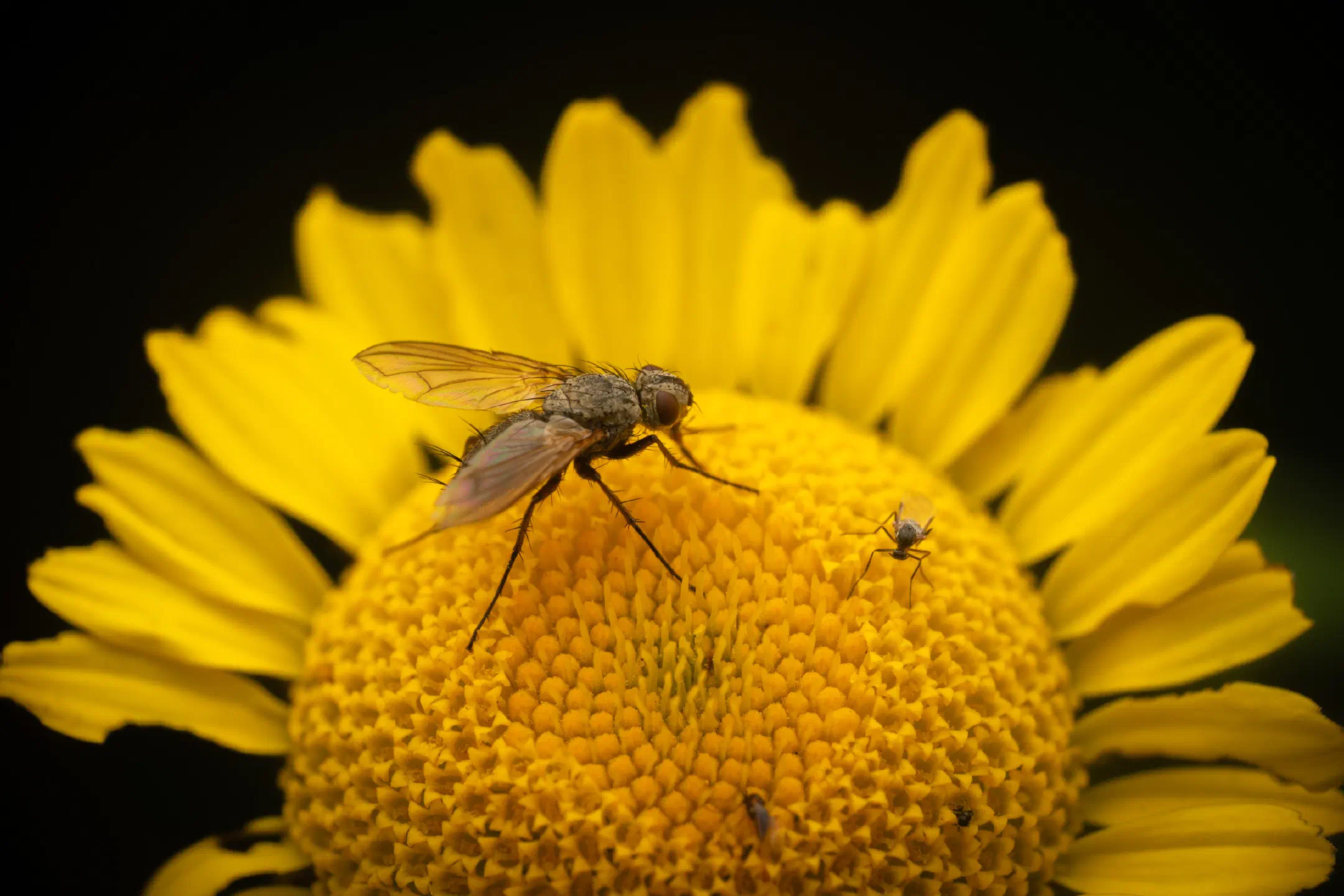 Dinera grisescens | Dinera grisescens