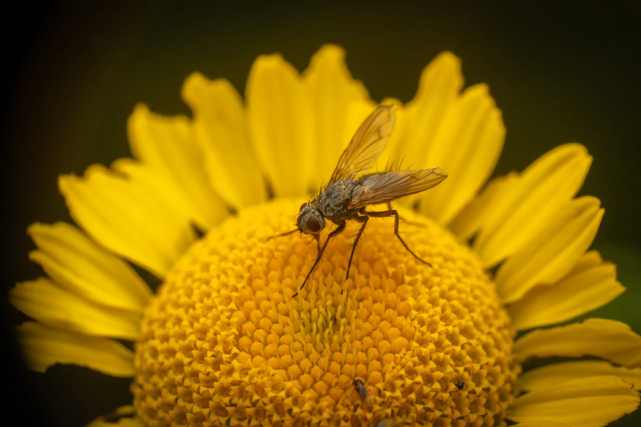 Dinera grisescens