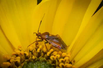 red-spotted plant bug