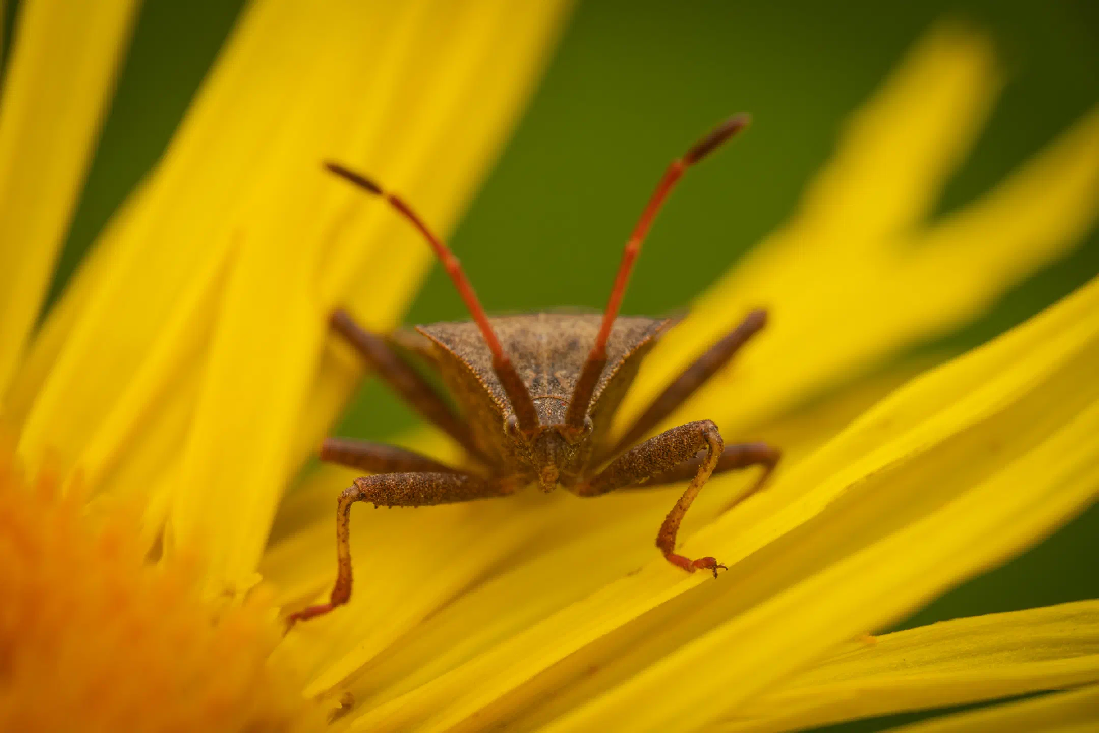 Dock Bug | Dock Bug