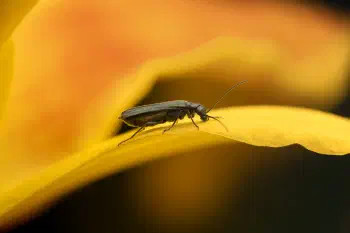 Oedemera lurida