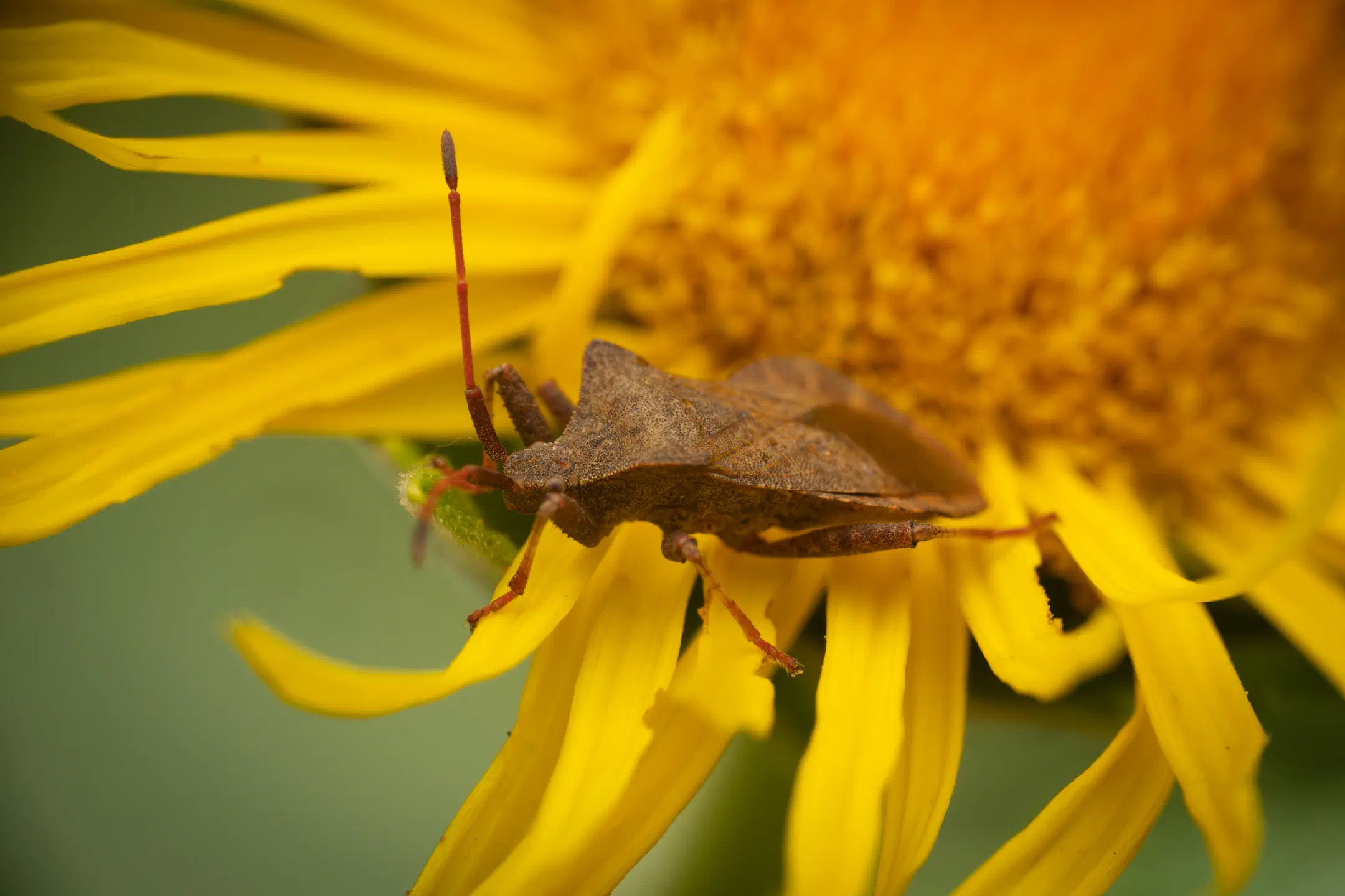 Dock Bug | Dock Bug