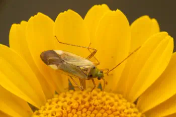 Potato Mirid