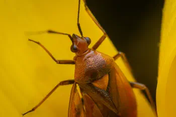 red-spotted plant bug
