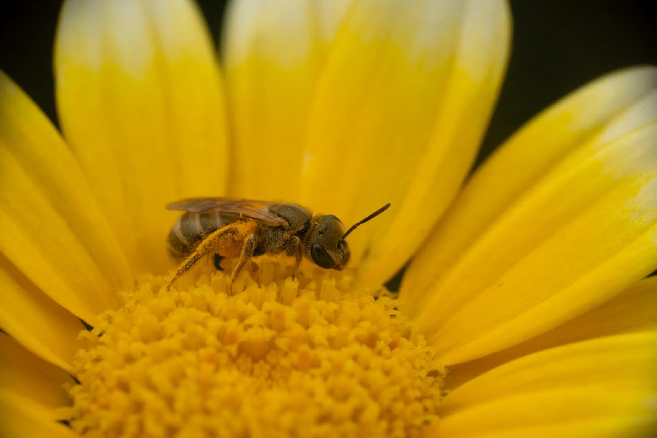 Golden Furrow Bee