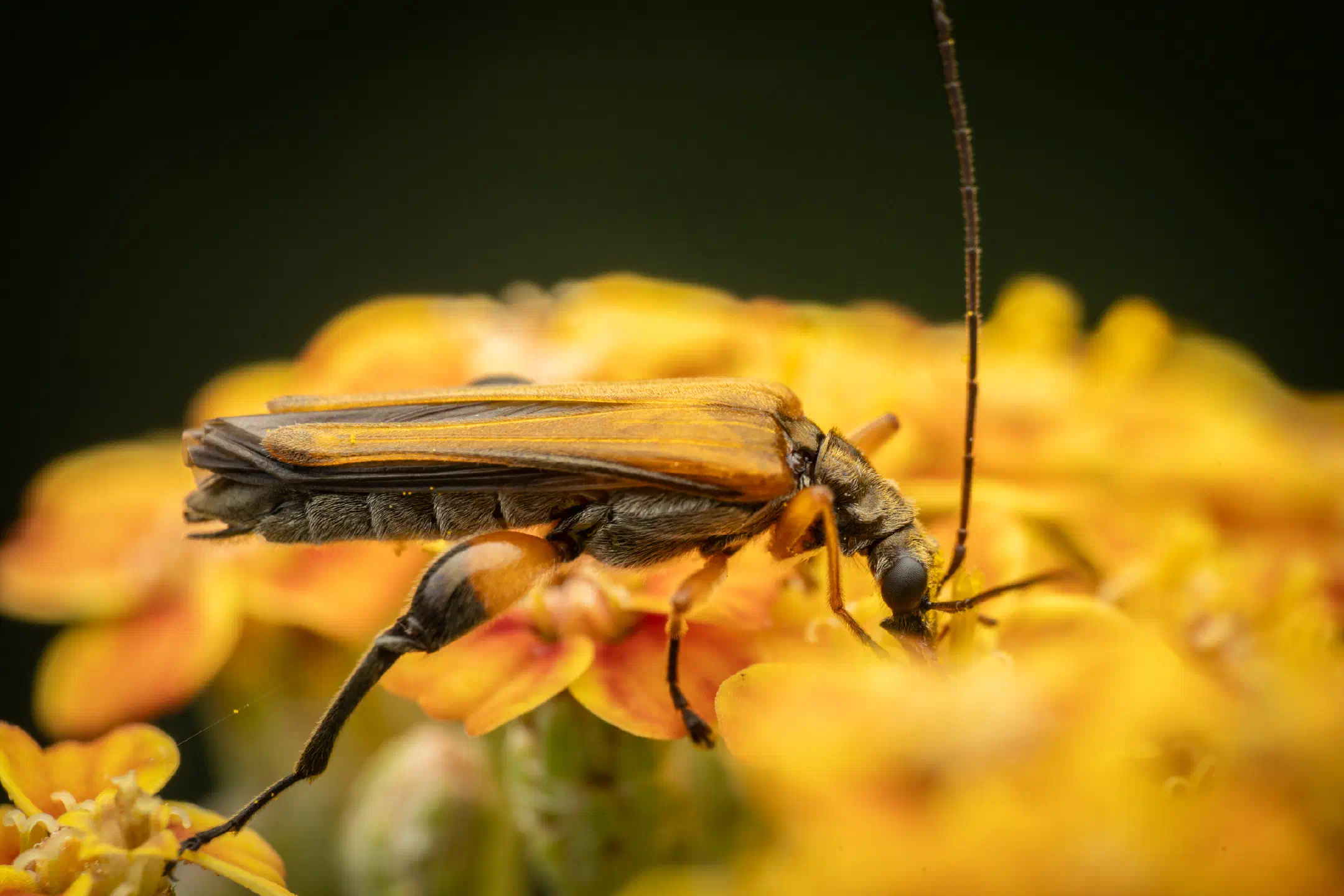 Oedemera femorata | Oedemera femorata
