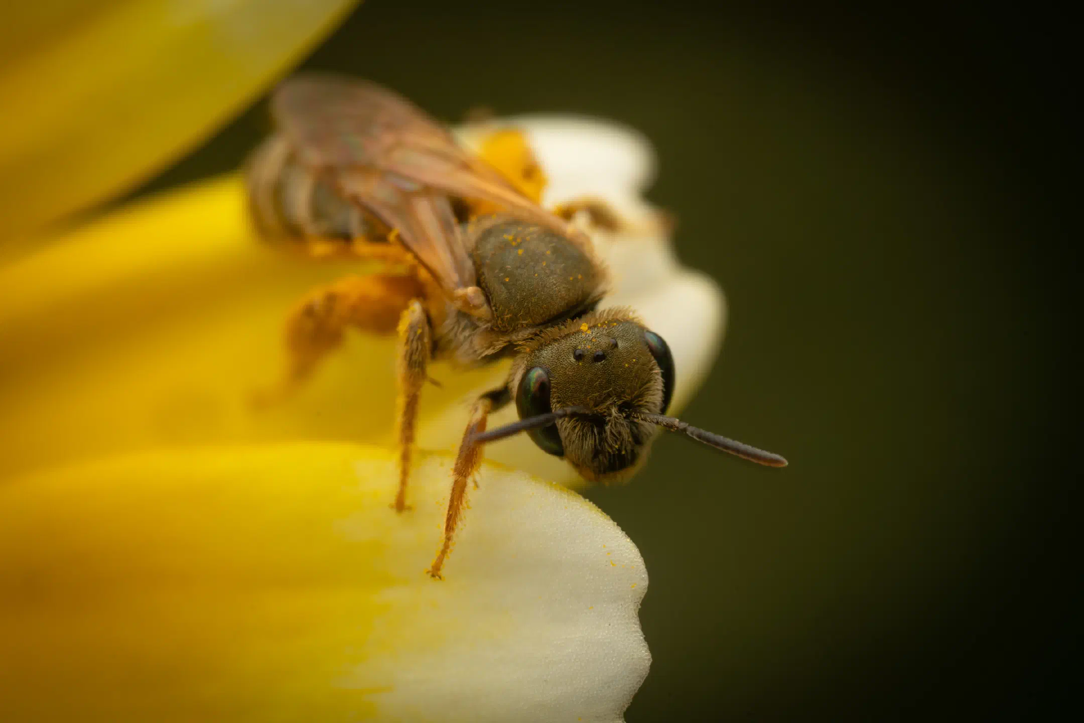 Furrow Bees | Furrow Bees