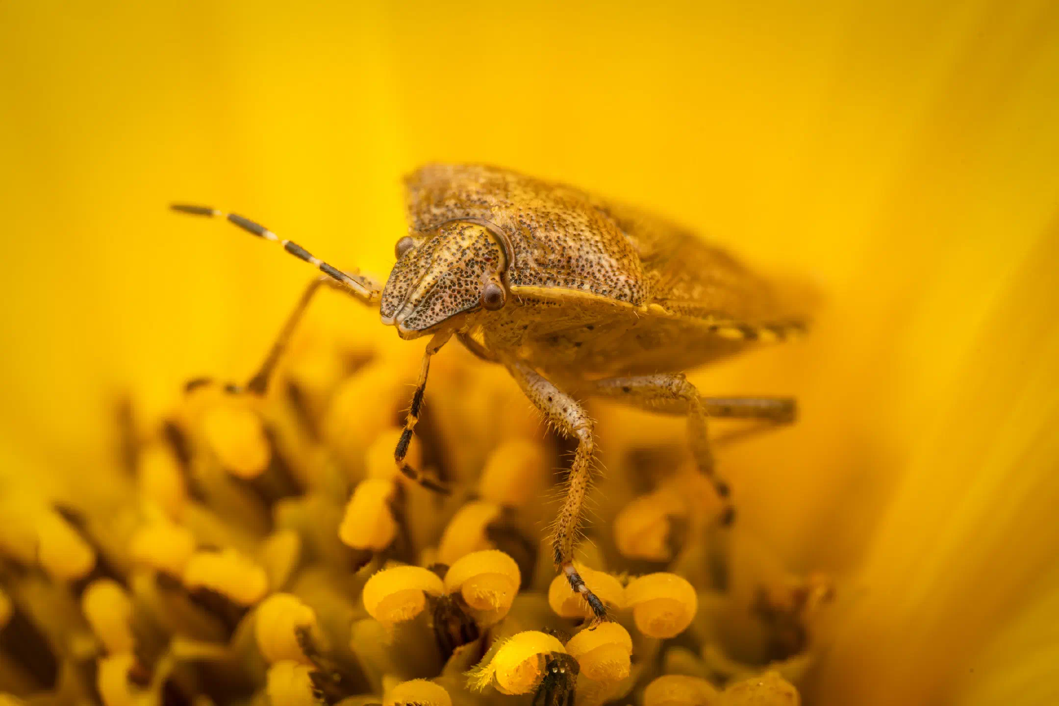 Sloe Bug | Sloe Bug