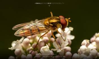 marmalade hoverfly