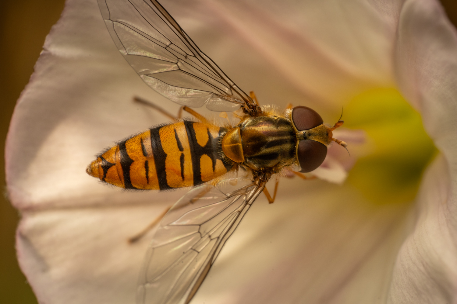 marmalade hoverfly