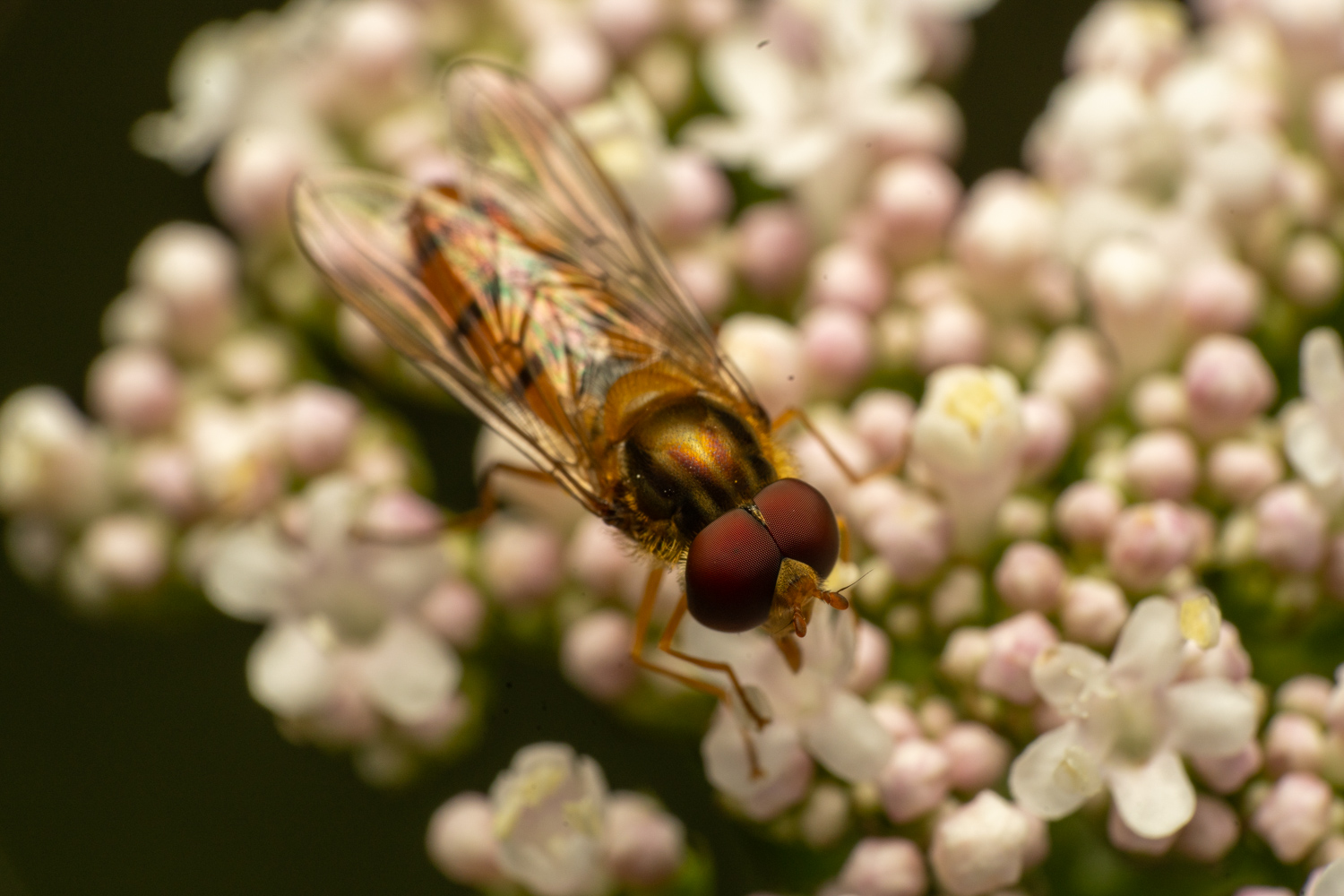 marmalade hoverfly