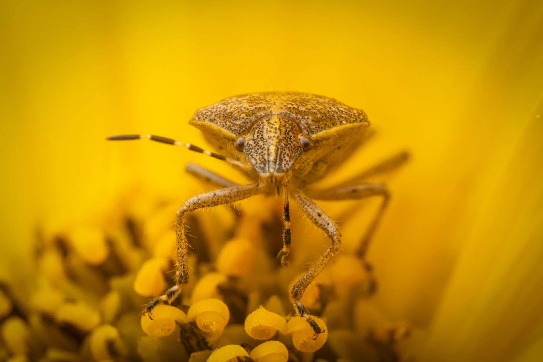 Sloe Bug