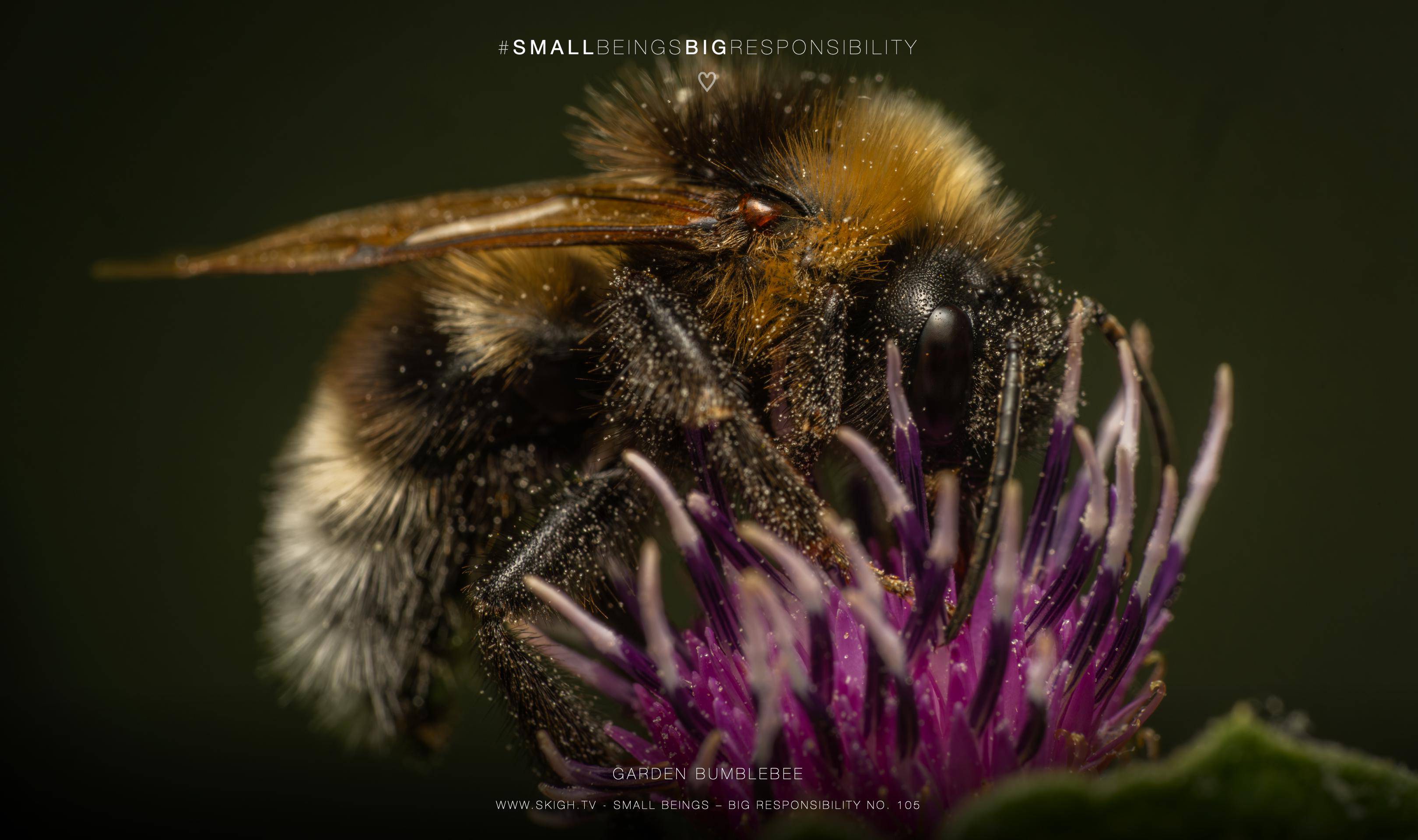 garden bumblebee