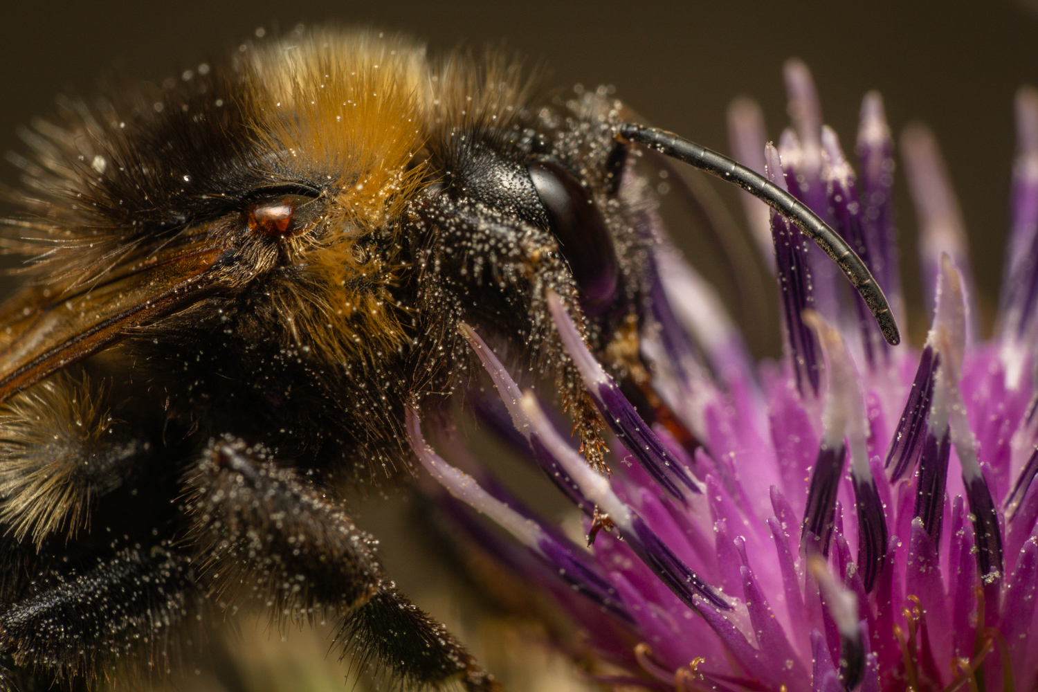 garden bumblebee