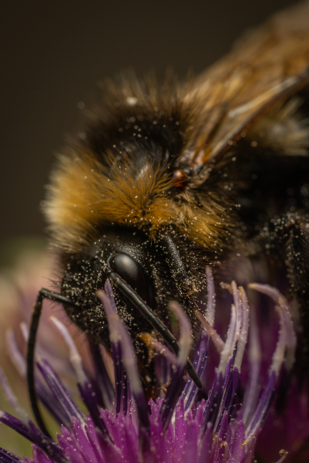 garden bumblebee