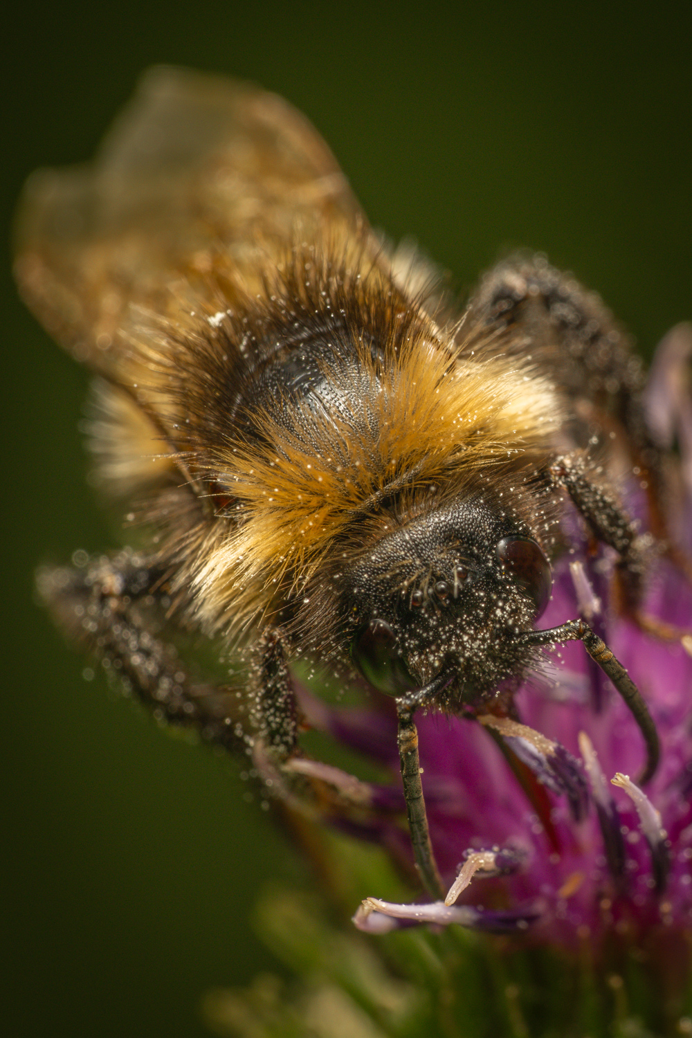 garden bumblebee