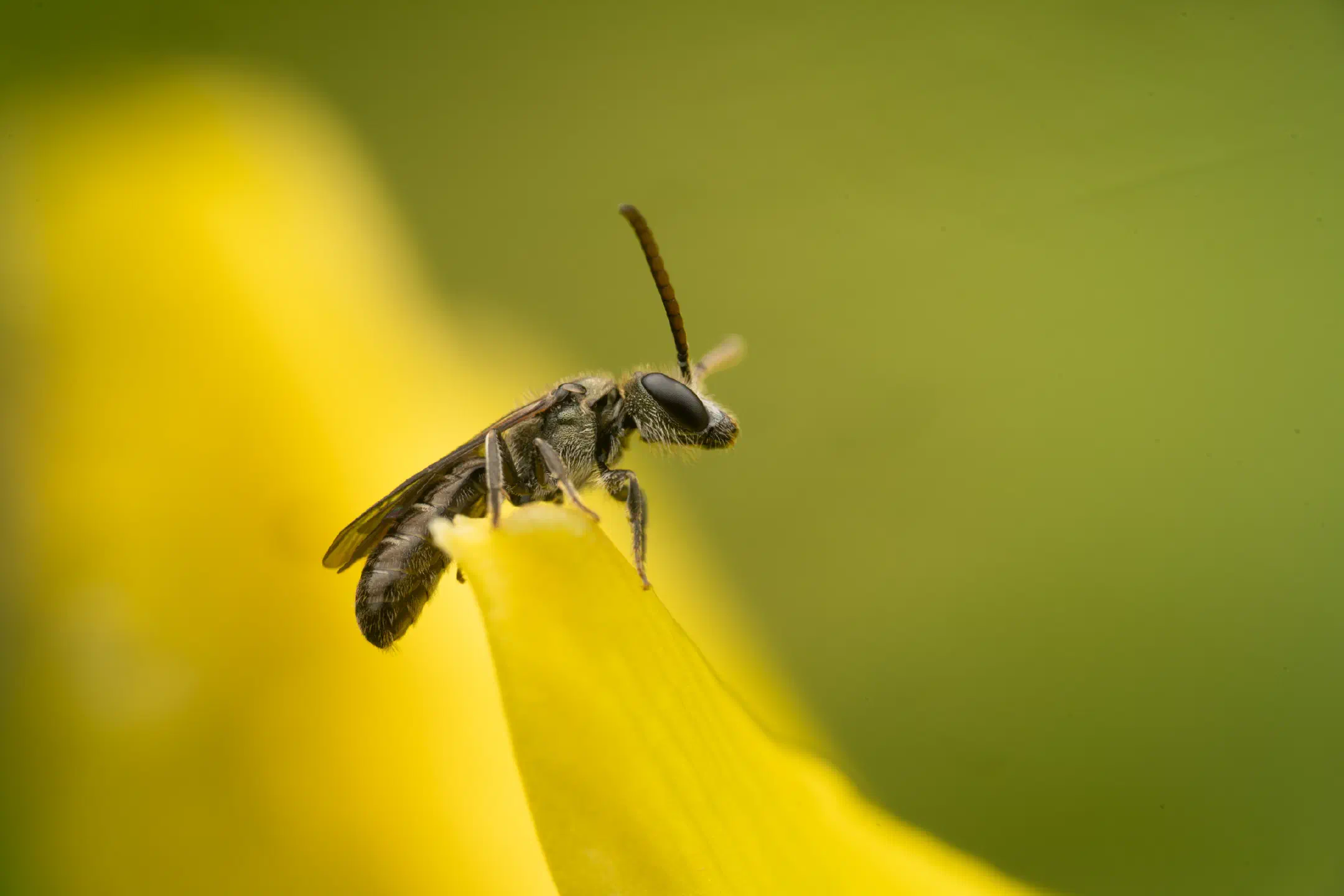 Furrow Bees | Furrow Bees