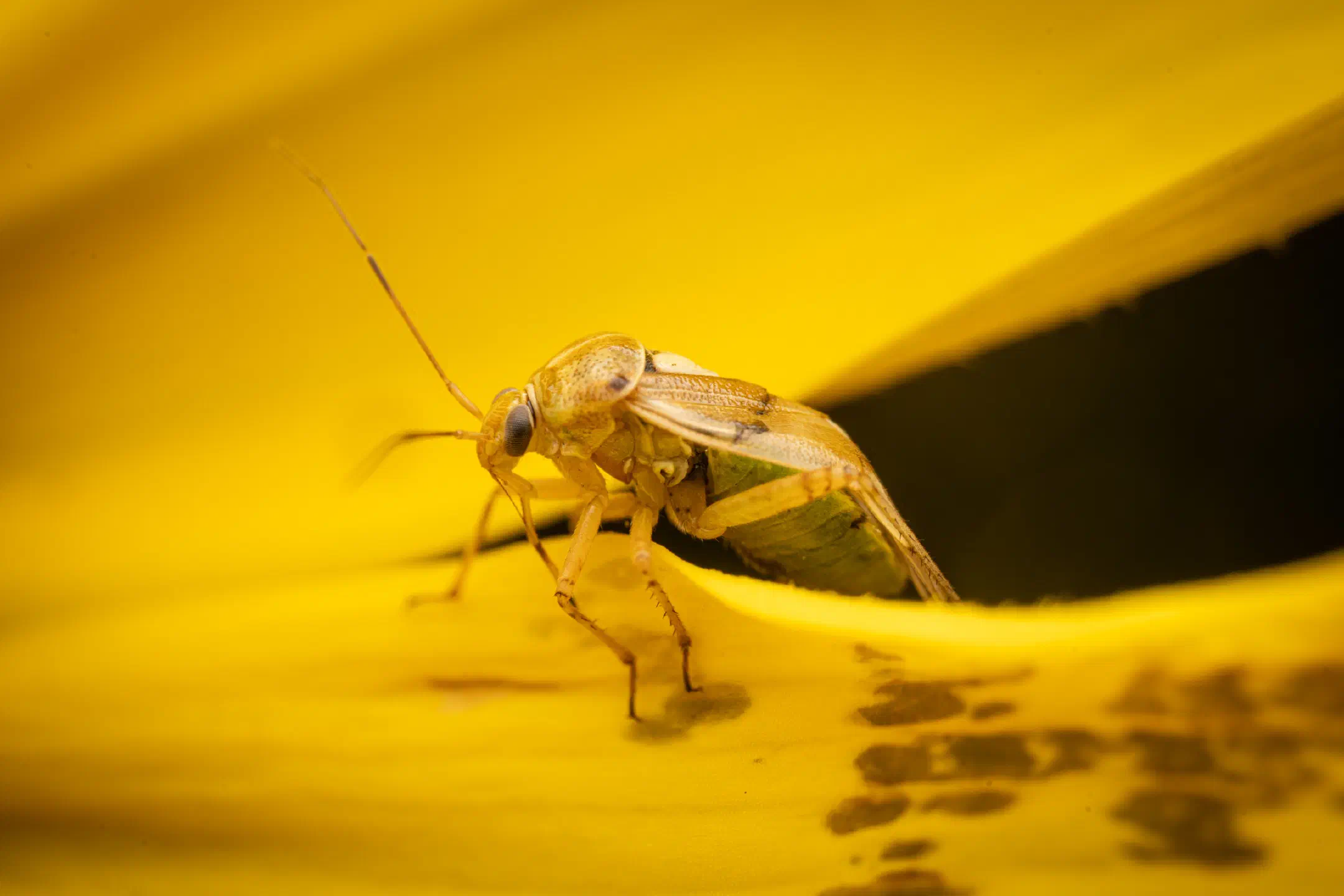 Lygus pratensis | Lygus pratensis