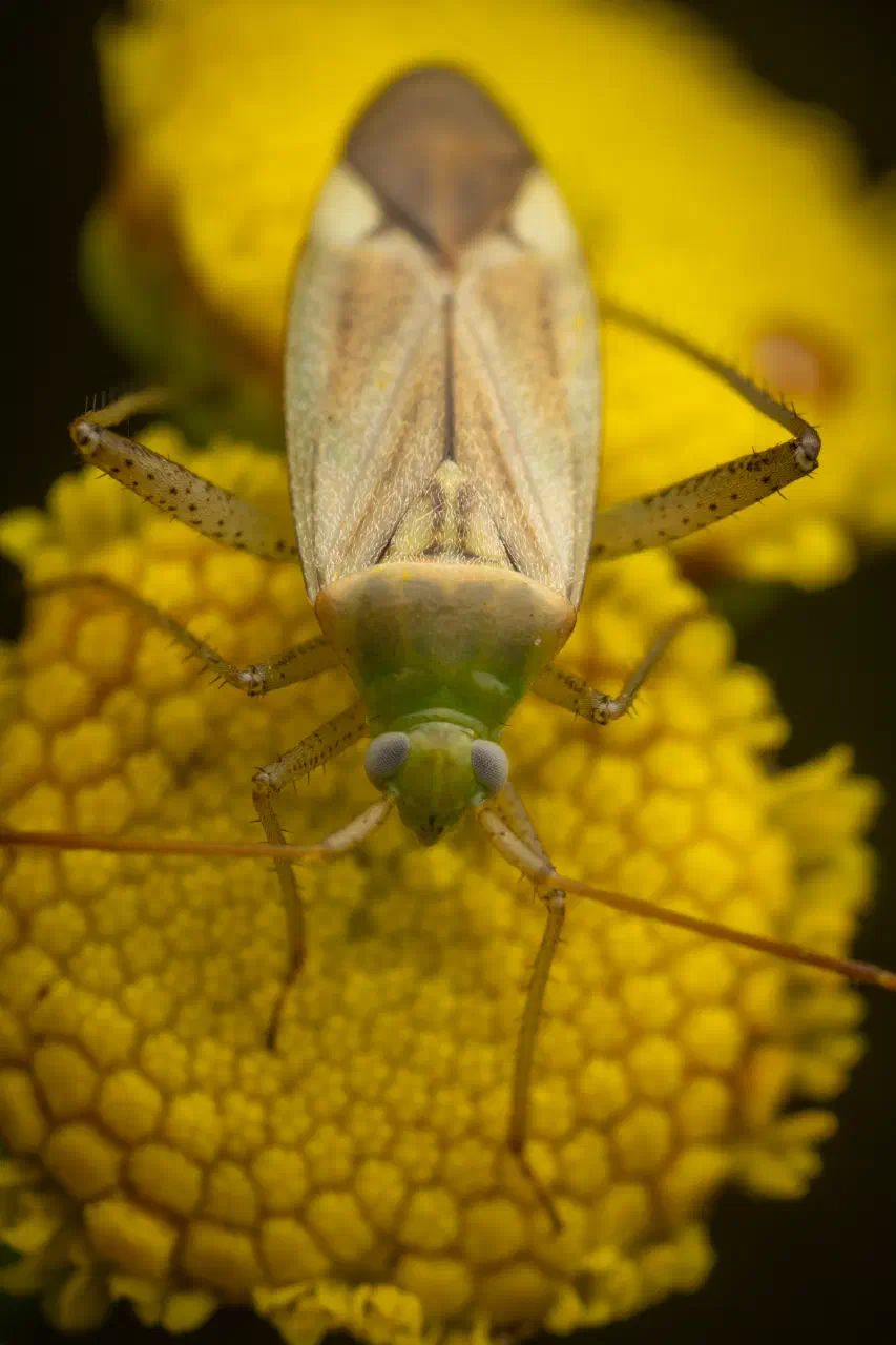 Alfalfa Plant Bug | Alfalfa Plant Bug